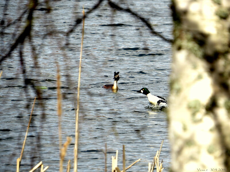 Two Ducks Swimming — Blue, Serene