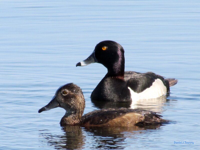 Two Ducks Swimming — Blue