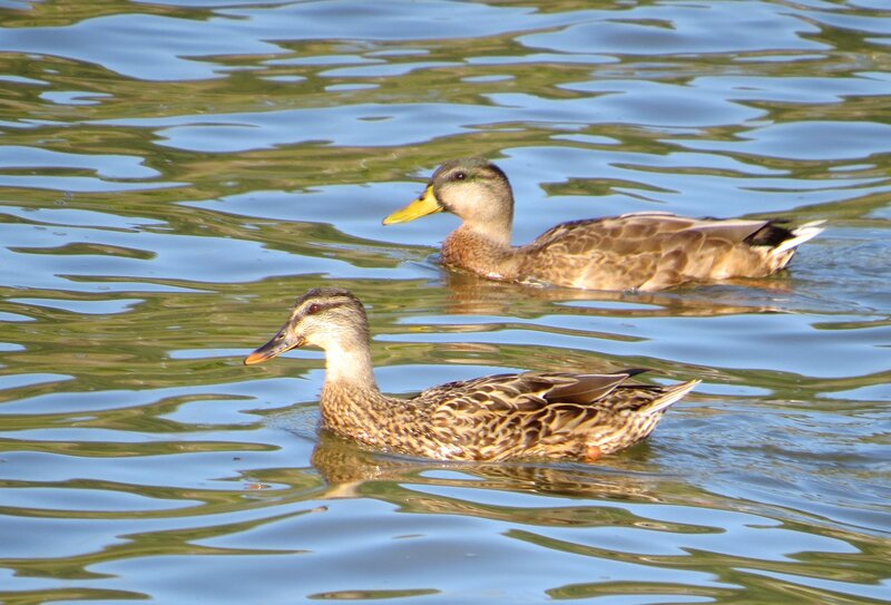 Two Ducks Swimming — Brown, Calm