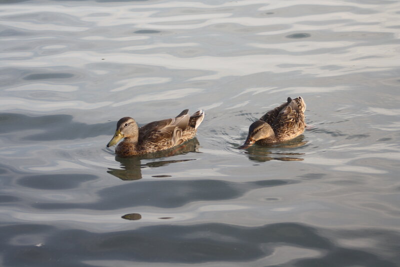 Two Ducks Swimming — Brown