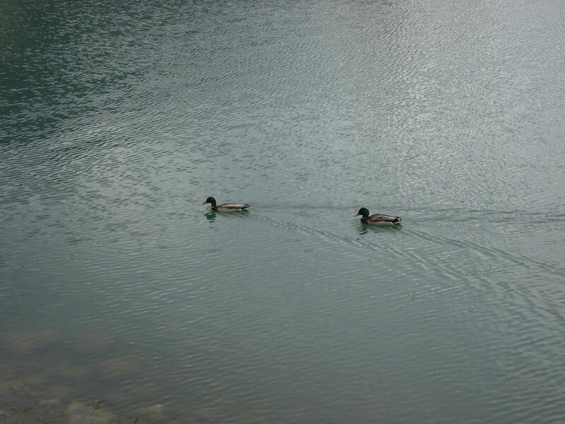 Two Ducks Swimming — Gray