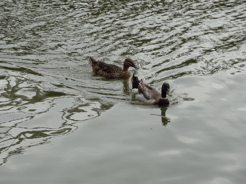 Two Ducks Swimming — Green, Calm