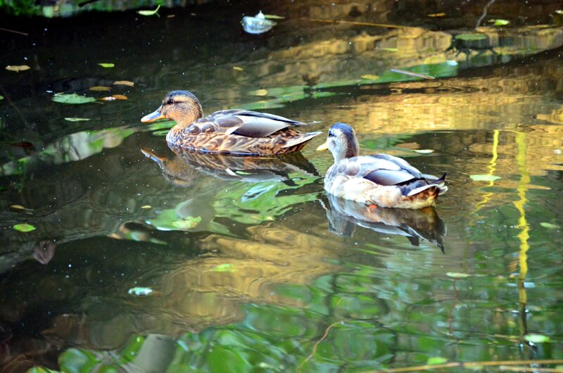 Two Ducks Swimming — Green, Serene, Afternoon