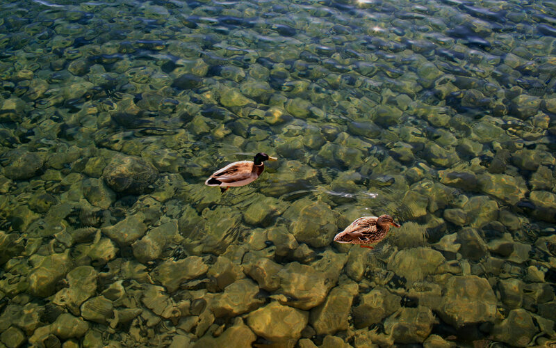 Two Ducks Swimming — Green