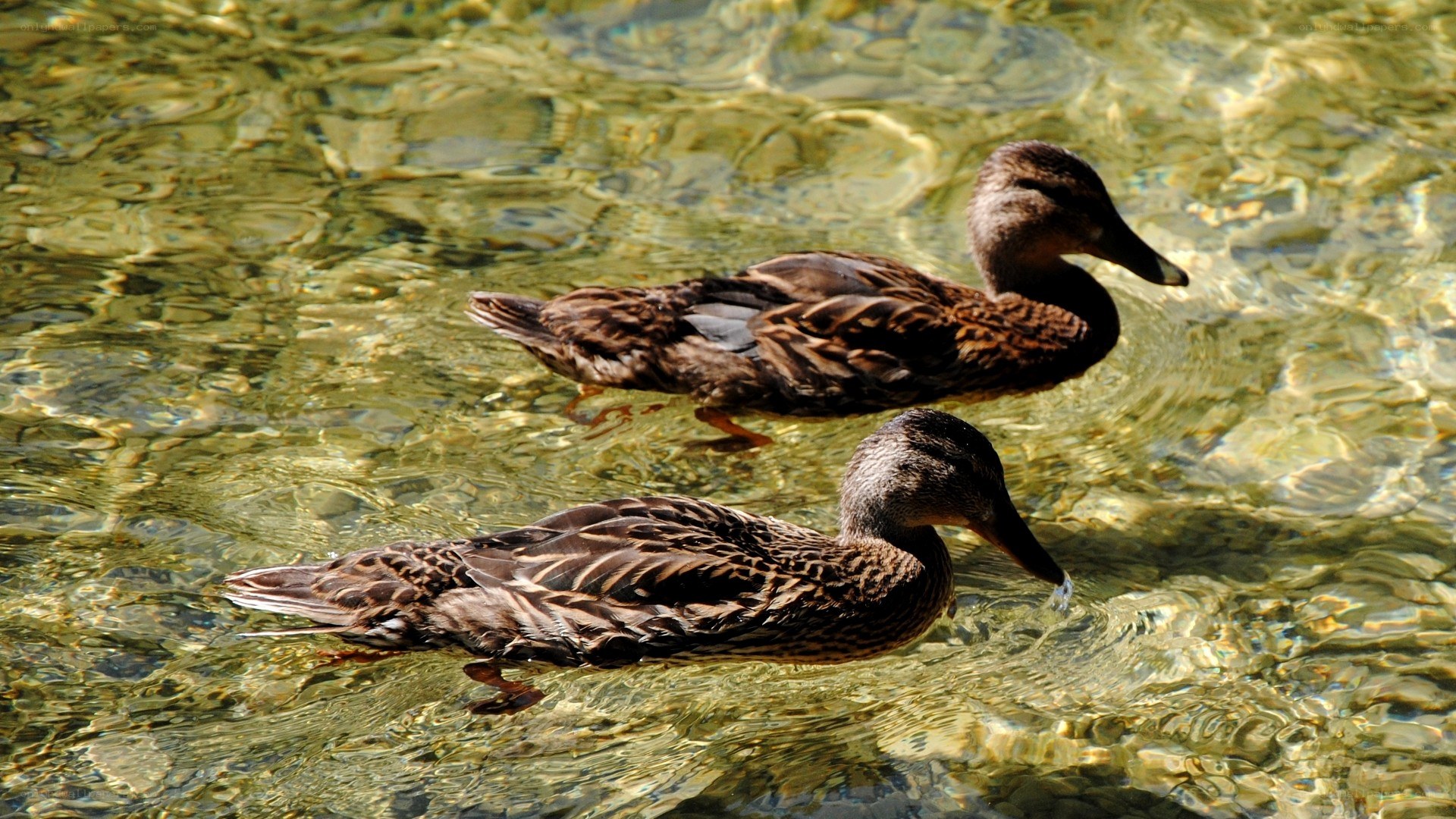 Two ducks swimming in clear water