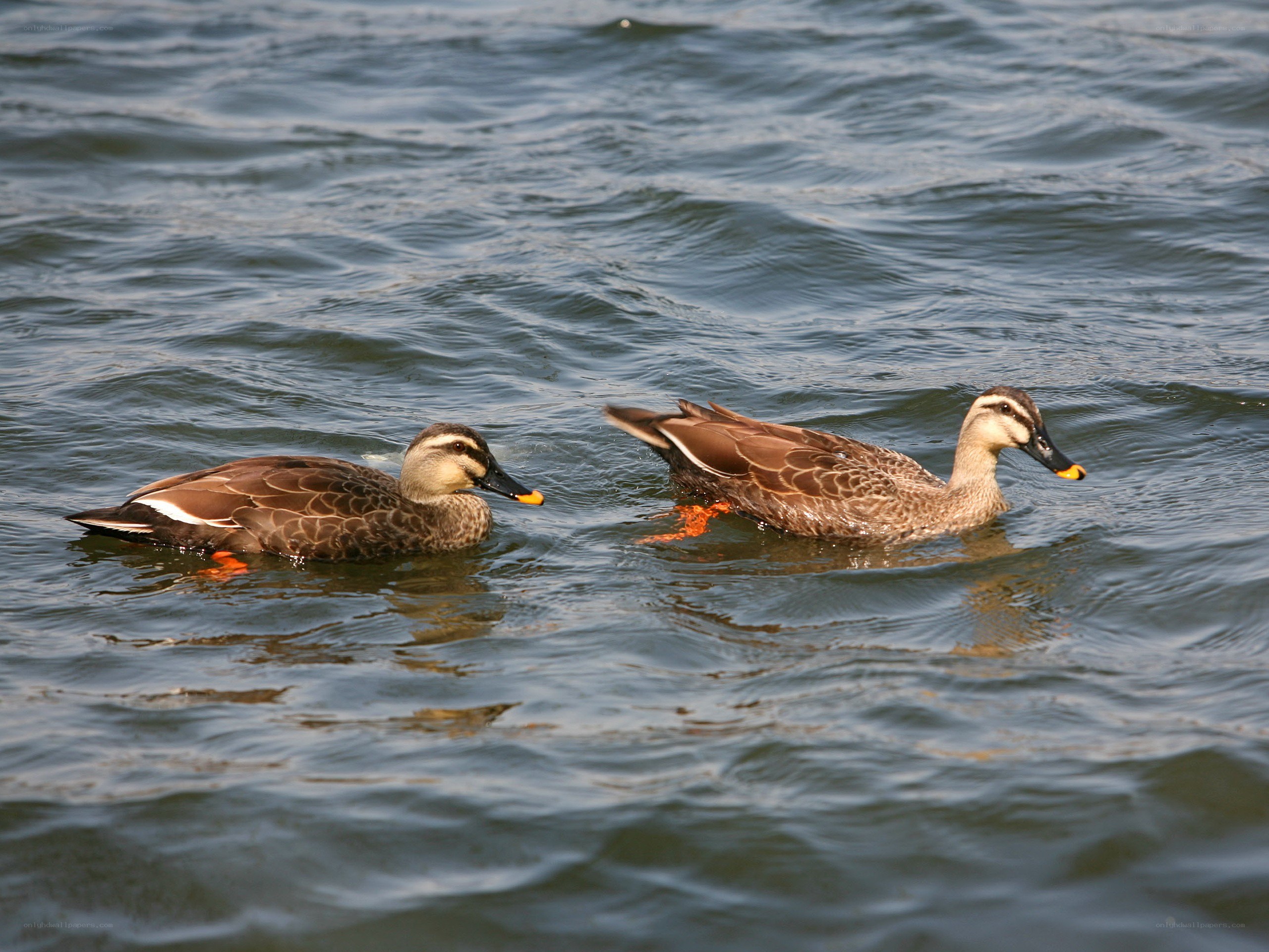 Two ducks swimming in water