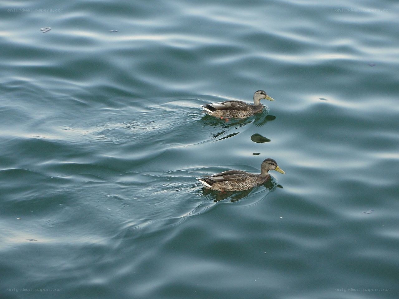 Two ducks swimming in water