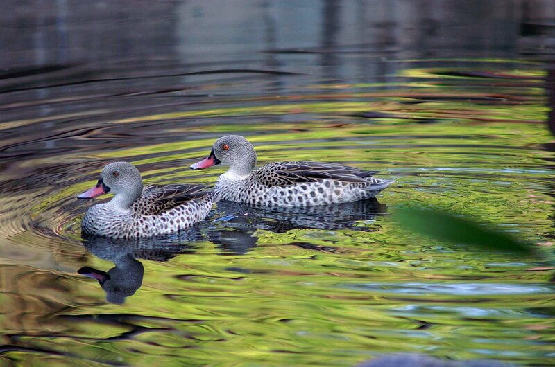 Two ducks swimming in water