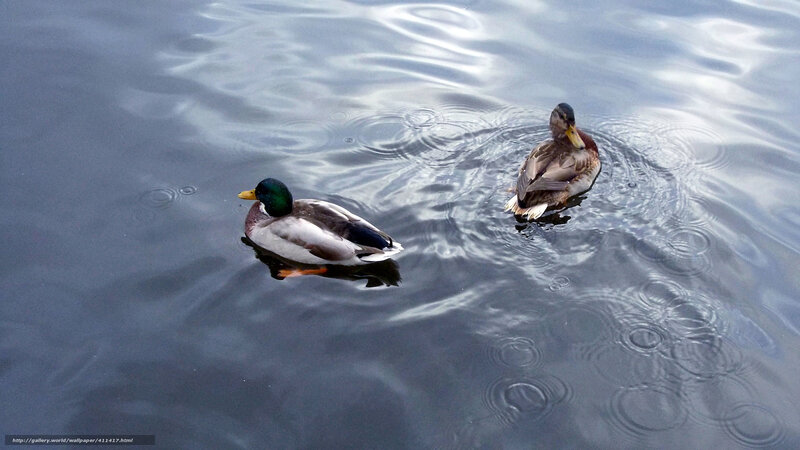 Two ducks swimming in water
