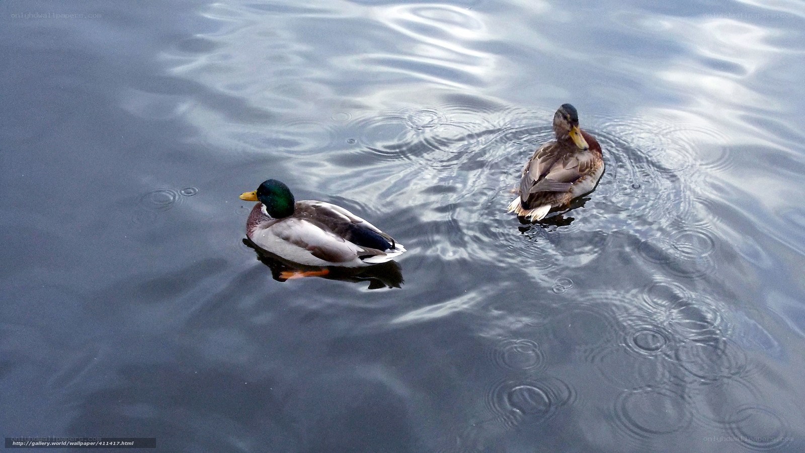 Two ducks swimming in water