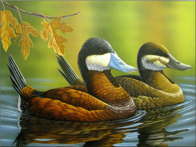 Two Ducks Swimming