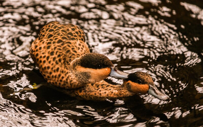 Two ducks swimming together