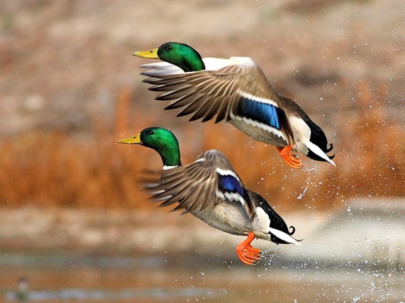 Two ducks taking flight