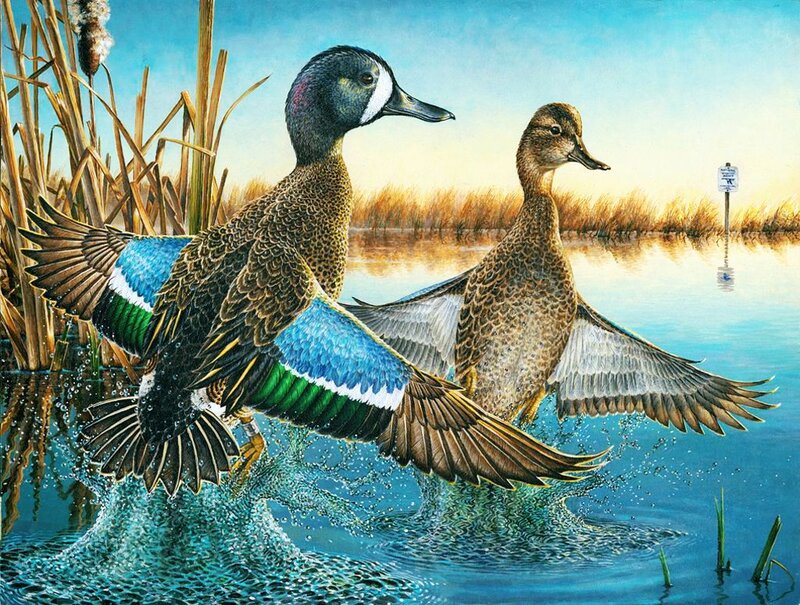Two Ducks Taking Off