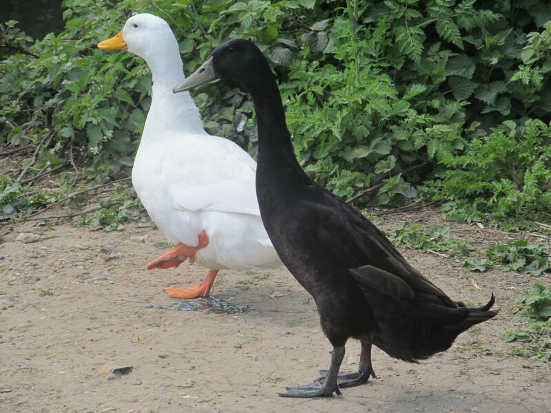 Two Ducks Walking