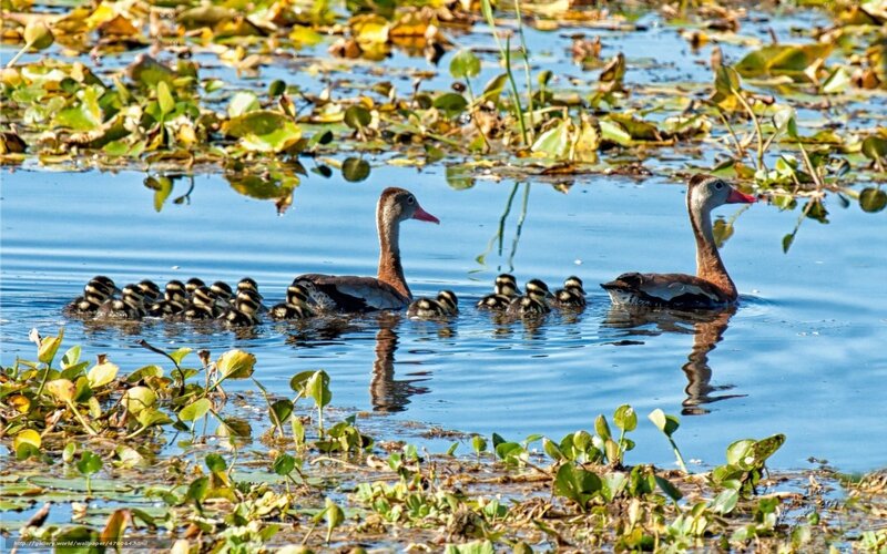 Two Ducks with Ducklings — Blue