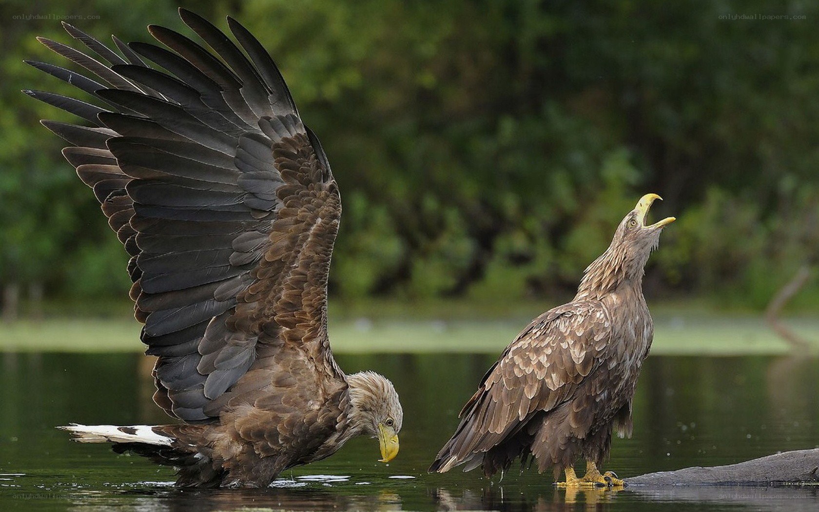 Two eagles by the water