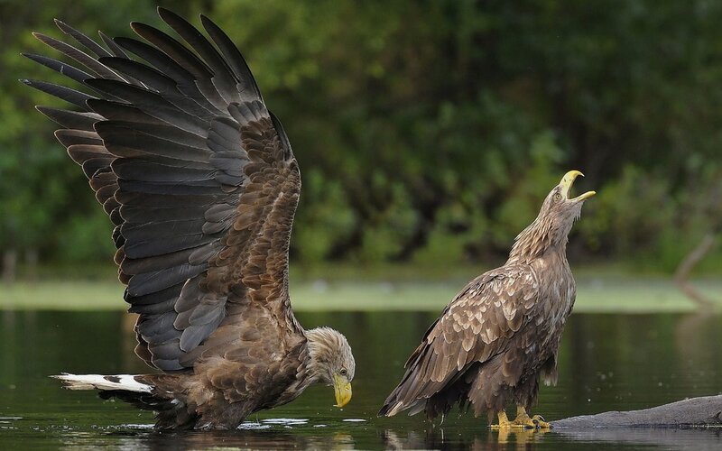 Two eagles by the water