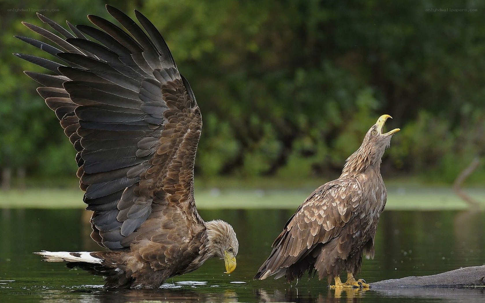 Two eagles by the water
