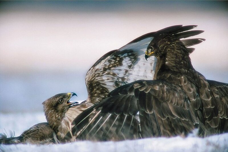Two Eagles Fighting — Brown, Dramatic, Winter