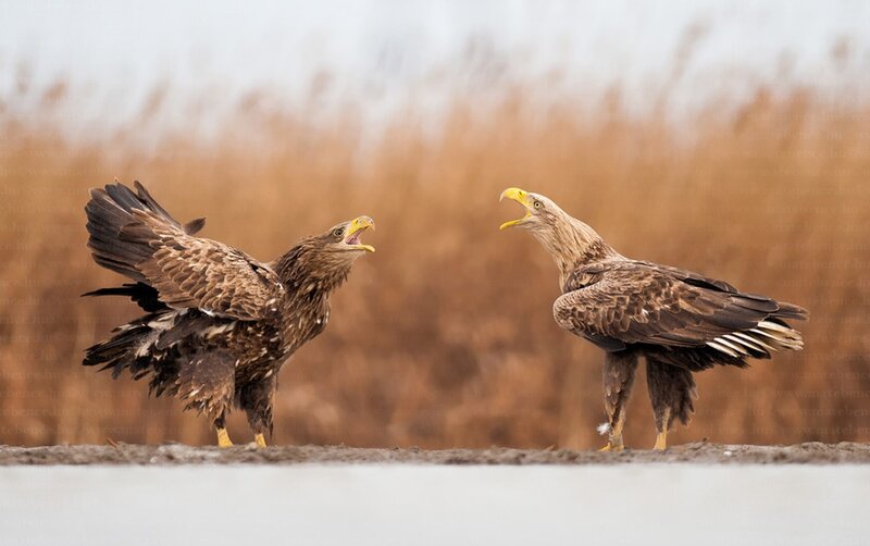 Two Eagles Fighting — Brown