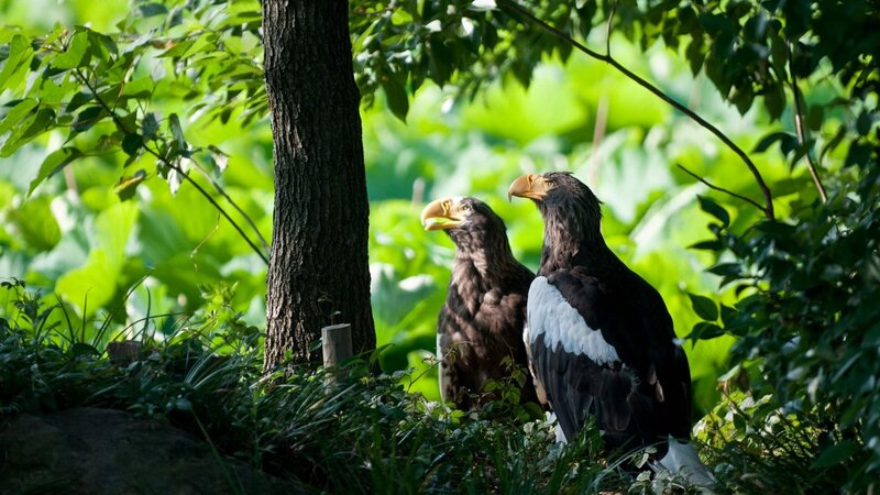 Two eagles in a forest