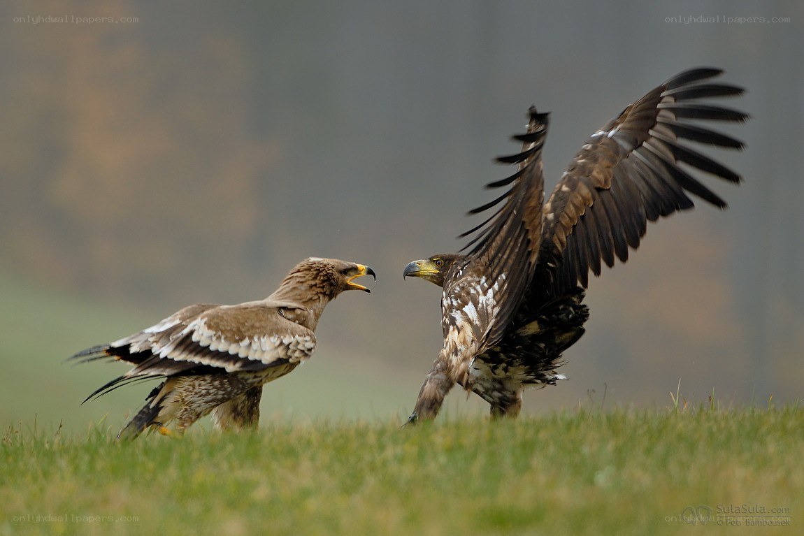 Two eagles in a standoff