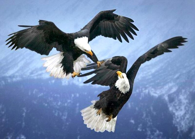 Two eagles in flight
