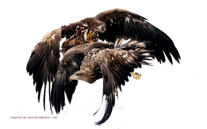 Two Eagles in Flight — Brown, Dramatic
