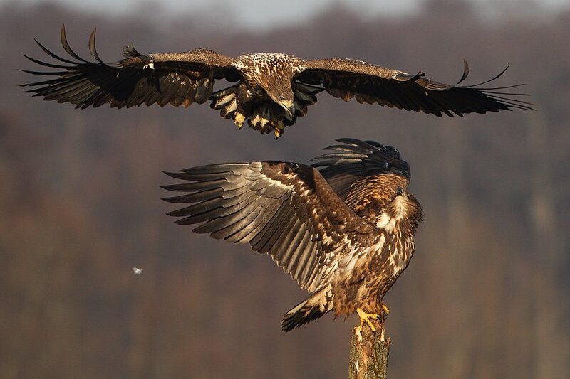 Two Eagles in Flight — Brown