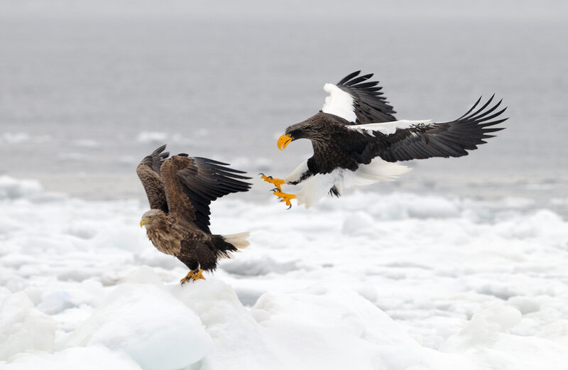 Two eagles in flight over ice