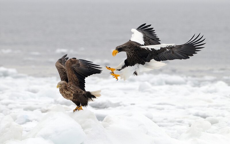 Two eagles in flight over ice
