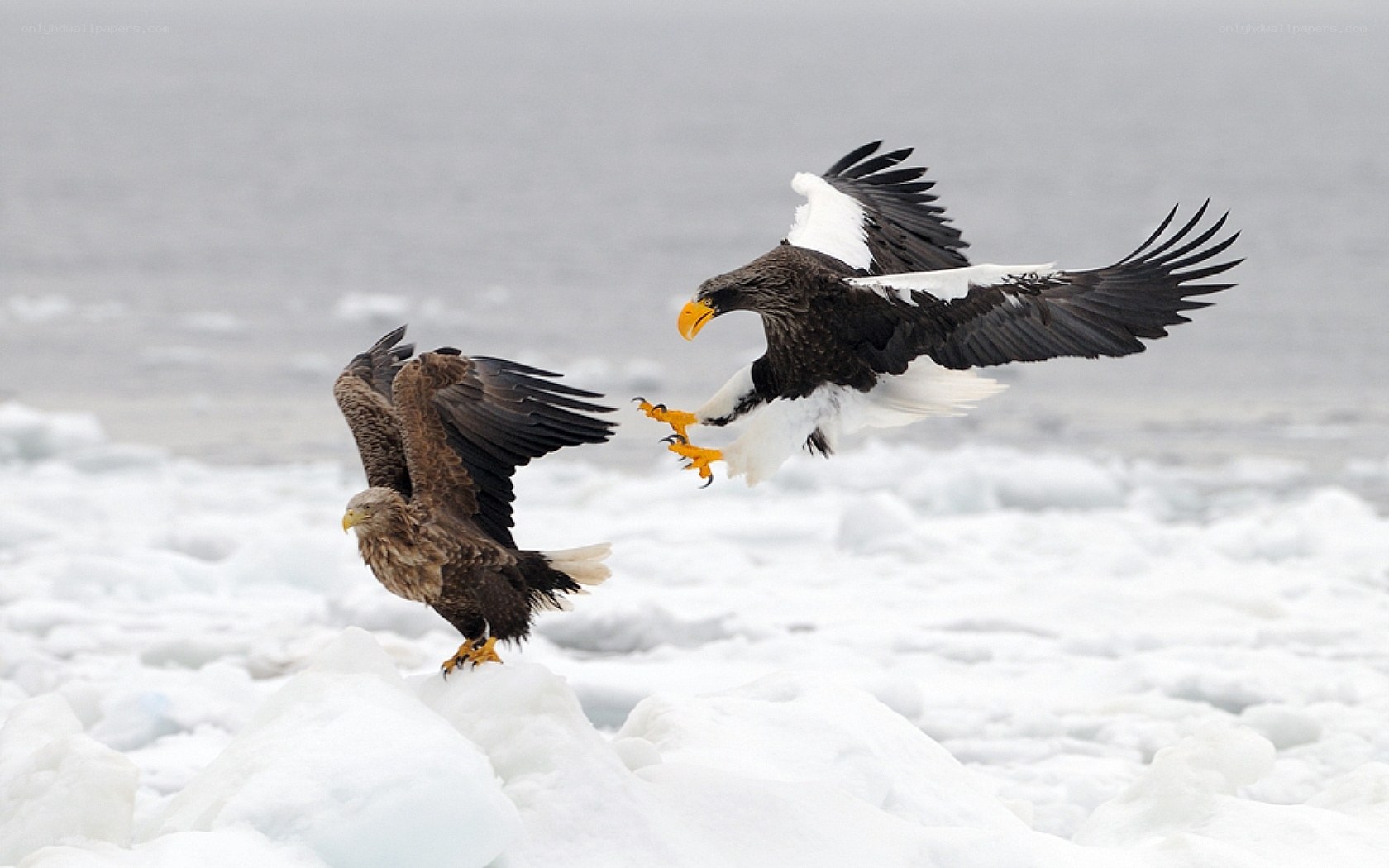 Two eagles in flight over ice