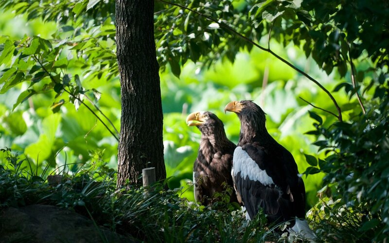Two Eagles in Forest — Green, Serene, Afternoon