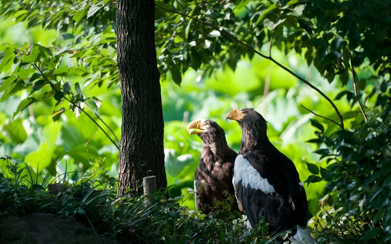 Two Eagles in Forest — Green, Serene