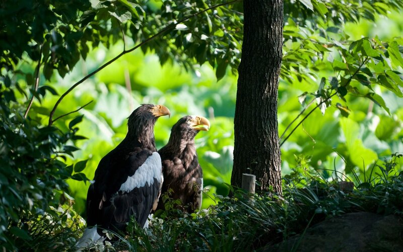 Two Eagles in Forest — Green