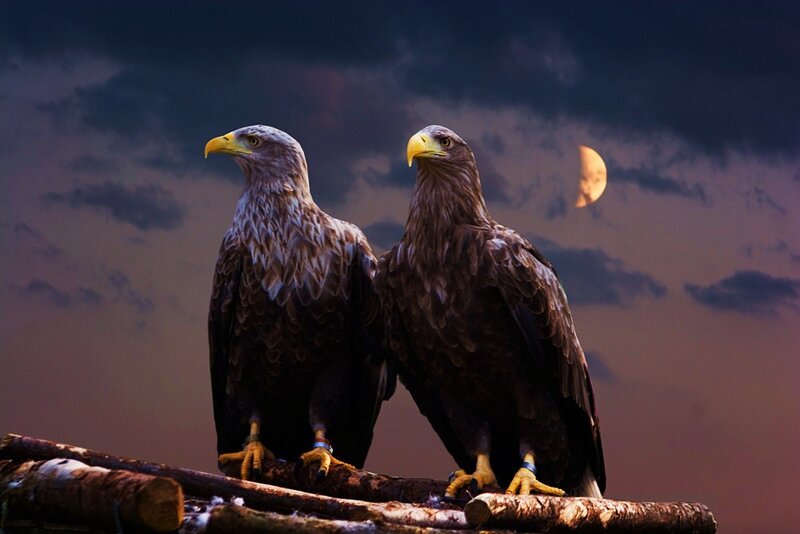 Two eagles on a branch