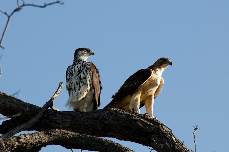 Two Eagles on Branch