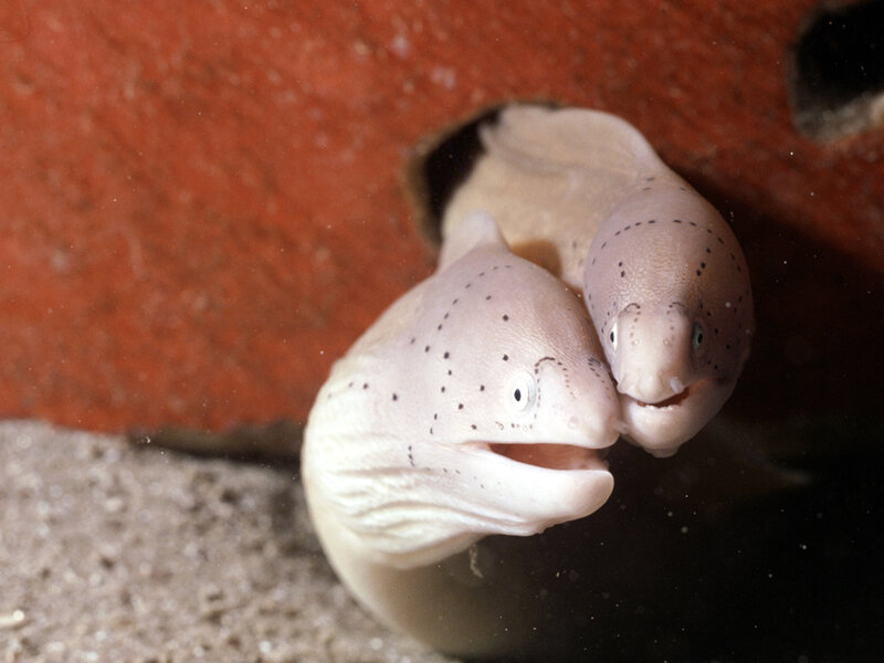 Two eels peeking from a hole