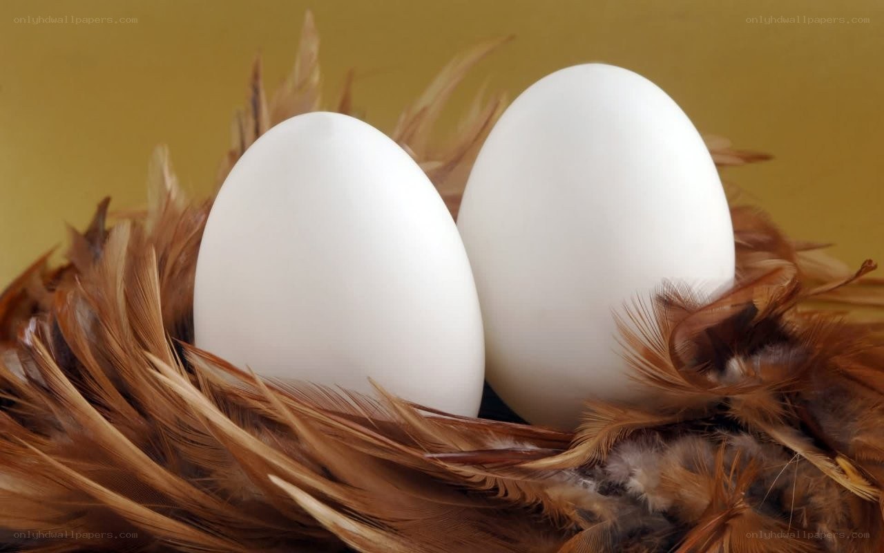 two eggs in a feather nest