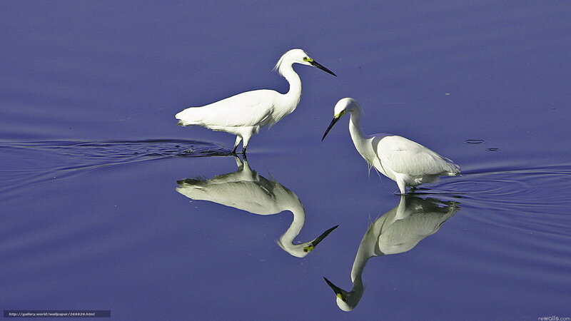 Two Egrets in Calm Water