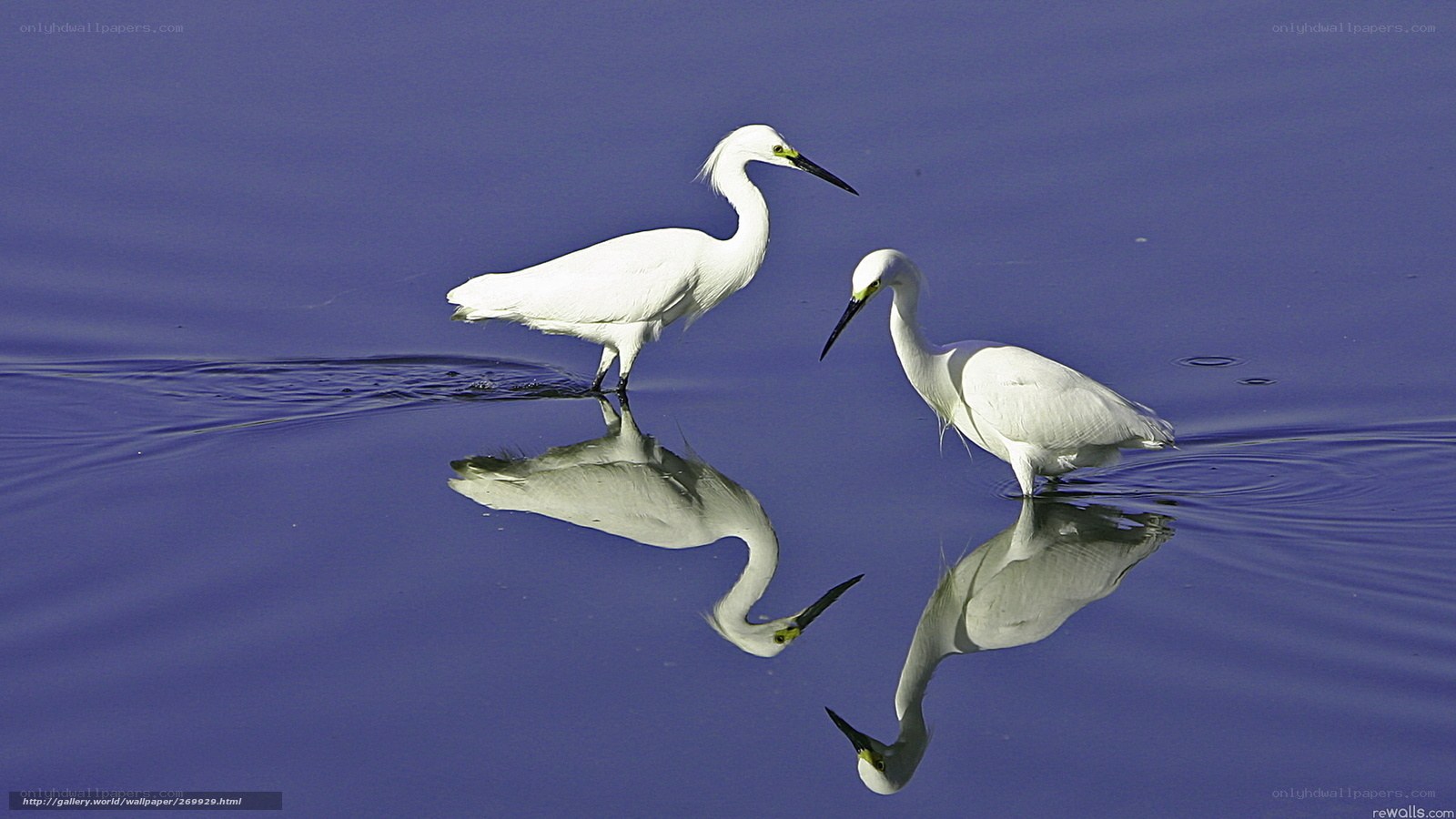 Two Egrets in Calm Water