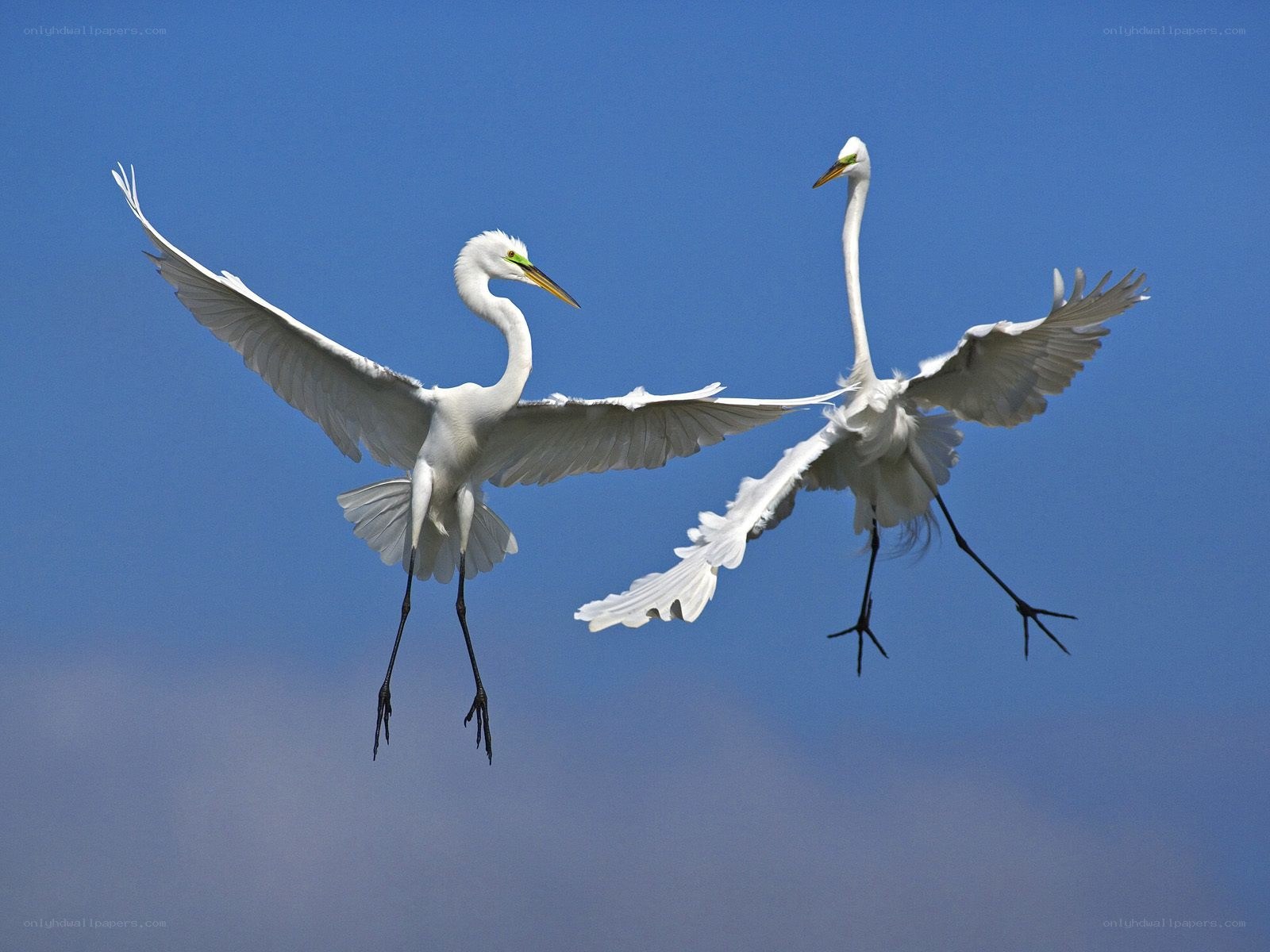 Two egrets in flight
