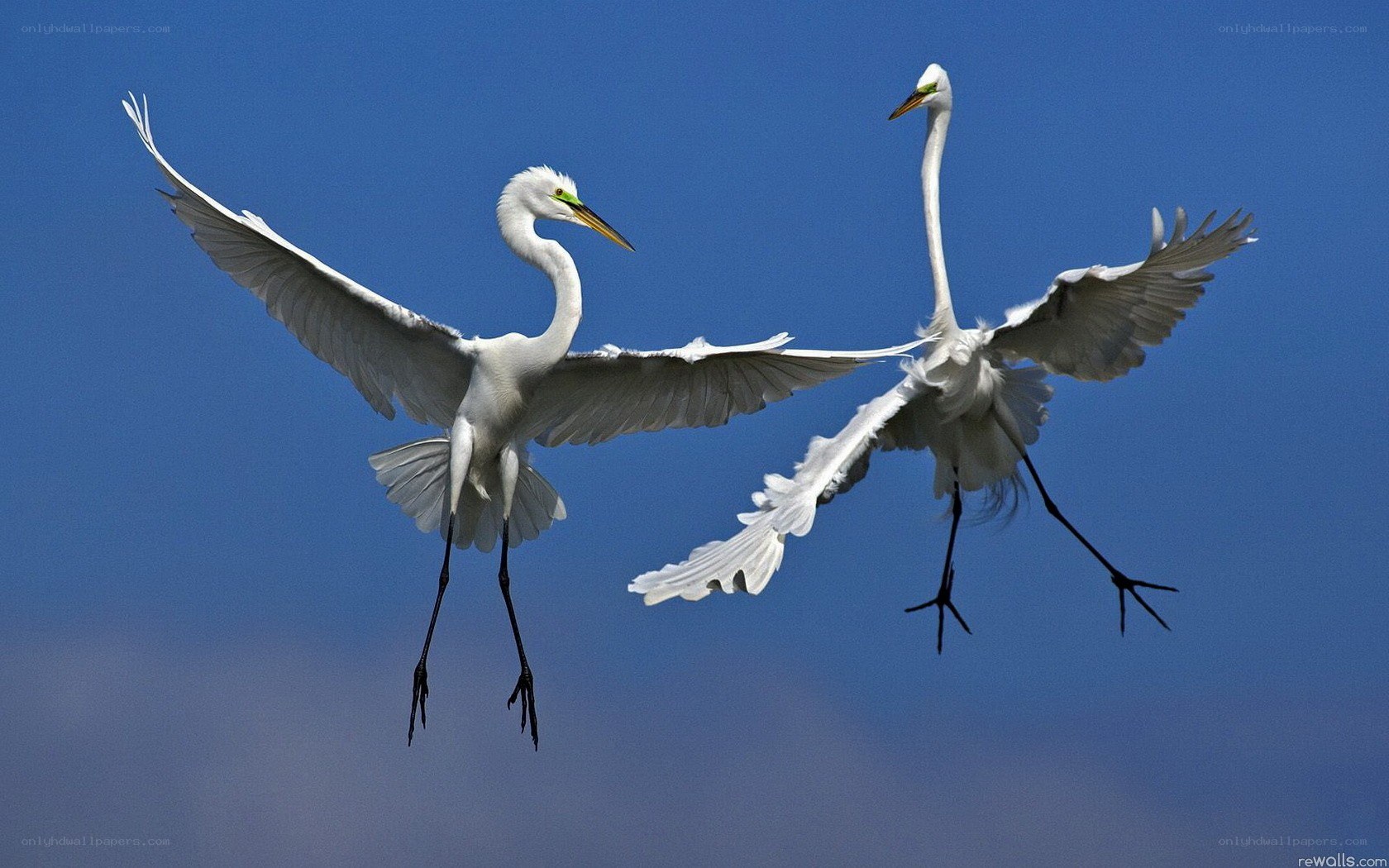 Two egrets in flight