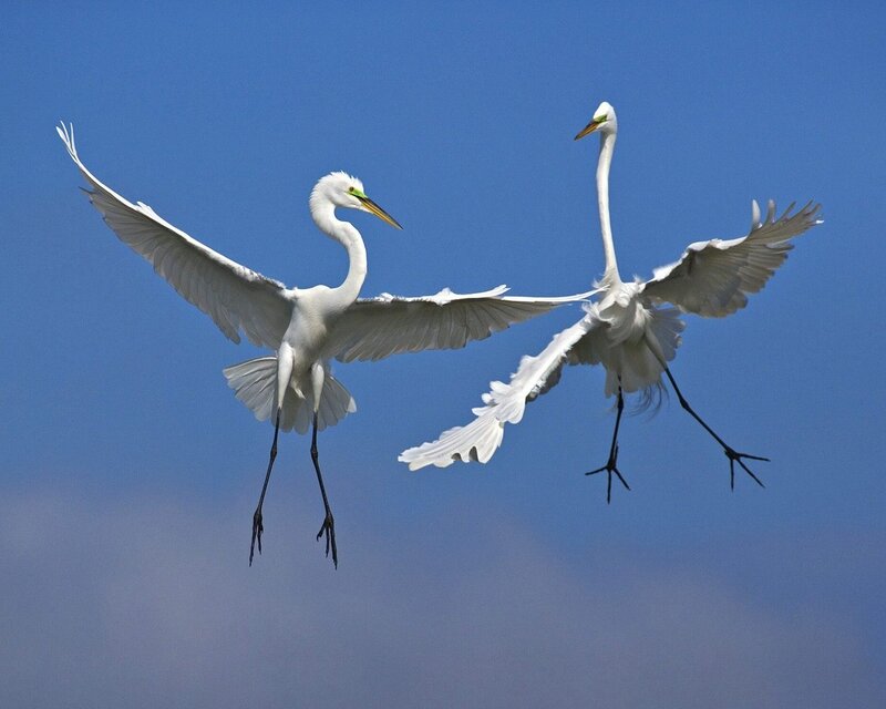 Two egrets in flight