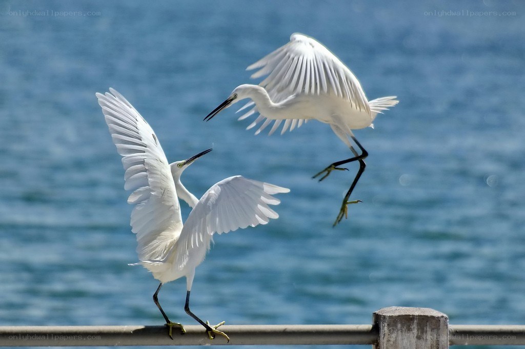 Two egrets in flight