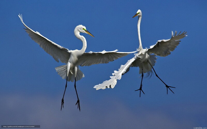 Two Egrets in Flight