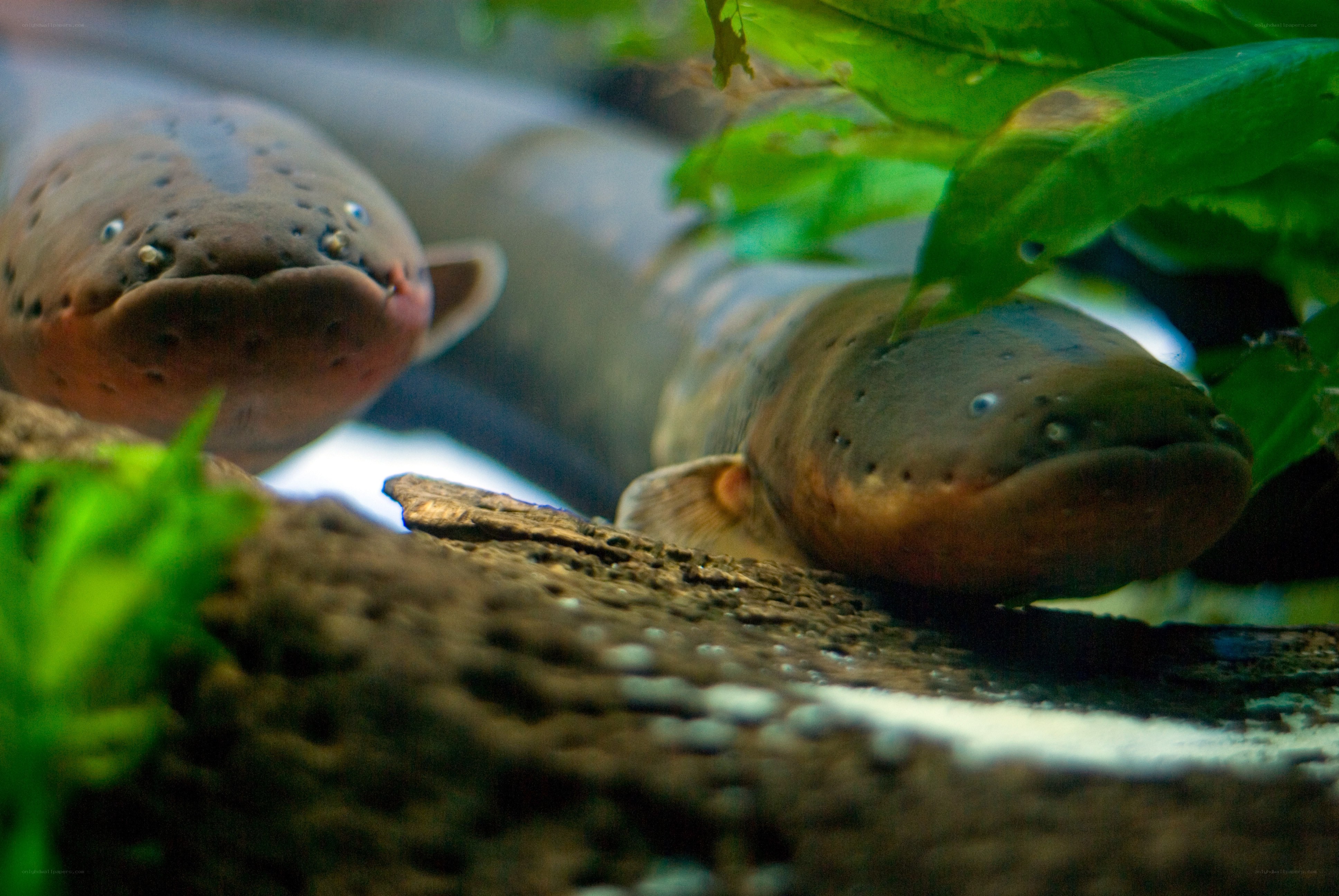 Two electric eels in aquarium