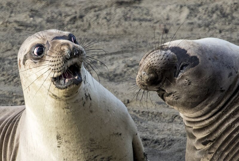 Two Elephant Seals — Gray, Natural