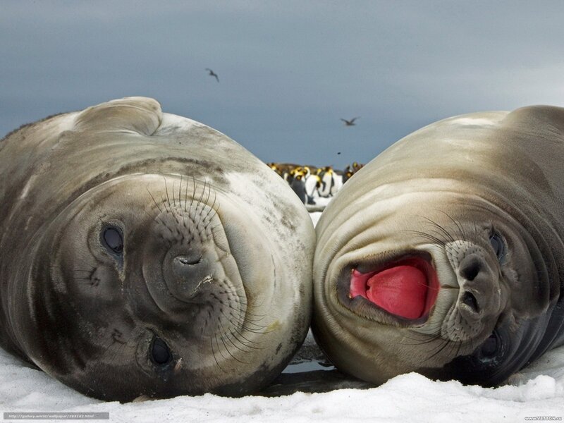 Two Elephant Seals — Gray